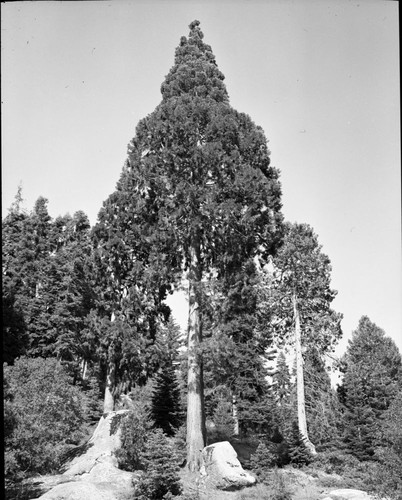 Young Giant Sequoias, Near Sawed Tree