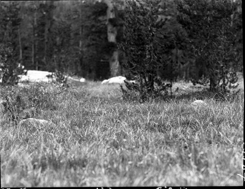 Meadow studies, Colby Meadow, outside drift fence. Luxuriant, untouched foliage. Misc. Meadows