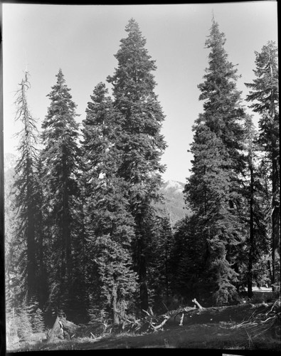 Shasta Red Fir, Red Fir Forest Plant Community