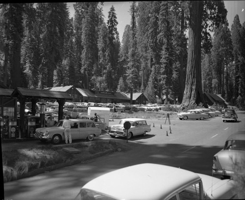 Vehicular Use, Giant Forest Village, Concessioner Facilities, Sentinel Tree