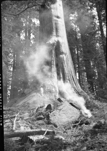 Wildland Fire, Giant Sequoias, Giant Sequoia with fire at base