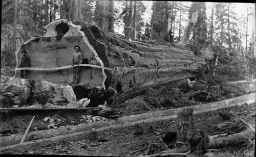 Logging, Sawyers and felled sequoia, early 1900's. Skid logs in foreground