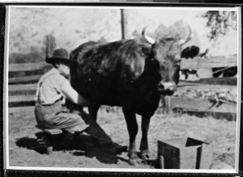 Historic individuals, Ira Blossom milking a cow