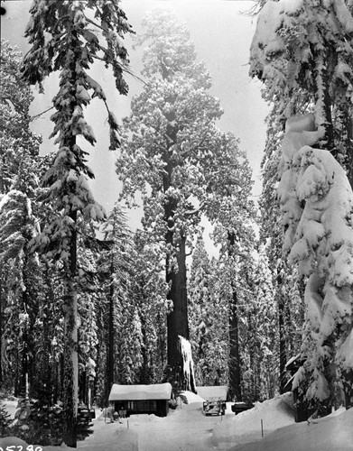 Giant Sequoia winter scenes, Sentinel Tree in snow. Ranger Stations