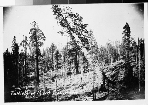 Logging, felling Mark Twain tree. (1891)