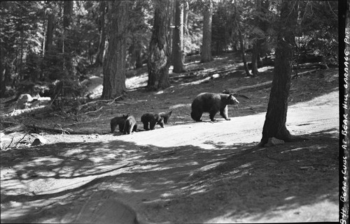 Bears and Bear Damage, Bears at bear pit, Bear HIll