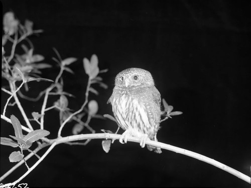 Owls, Northern Pygmy Owl. Hit by car, broken wing and dysfunction in right eye