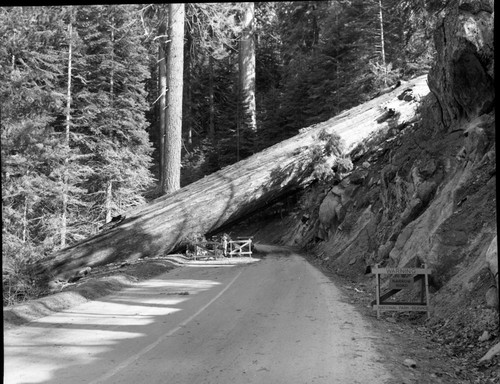 Fallen Giant Sequoias, Giant sequoia with fell across Generals Highway near Buena Vista Point, April 21, 1953