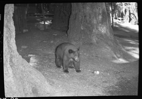 Bears and Bear Damage, yearling black bear at Camp Kaweah