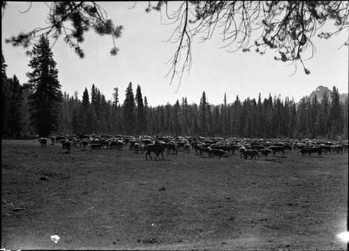 Grazing, Cattle, Meadow Studies, Misc. Meadows, roundup at Rowell, Lackey's gathering