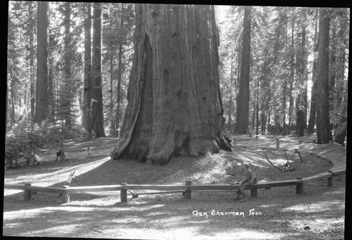 General Sherman Tree, view of base