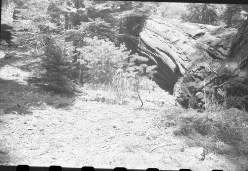 Buttress Tree, Just after it fell