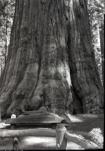 General Sherman Tree, Old photos of base area