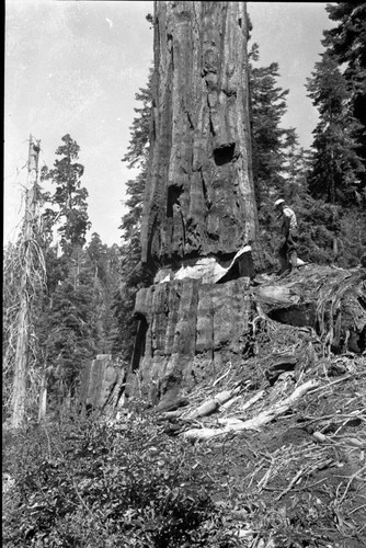 Logging, logging damage. Individual unidentified. Redwood Mountain Grove