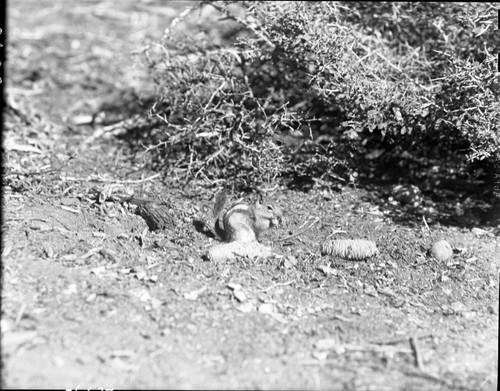 Golden-Mantled GroundSquirrel