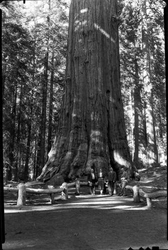 General Sherman Tree