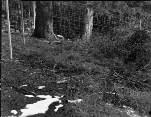 Research Plots, deer quadrat