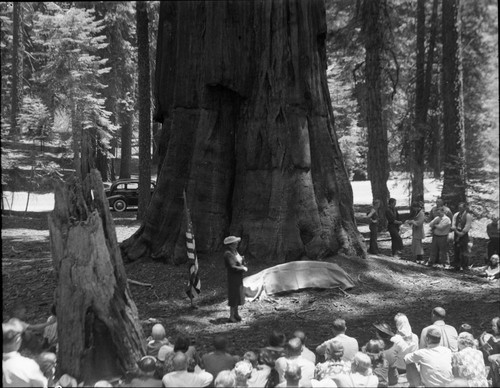 Dedications and Ceremonies, Susan B. Anthony Tree Dedication, Jeanette E. Daley, Member California Legislature