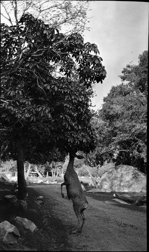 Deer, Mule Deet on hind legs to reach green Buckeye leaves