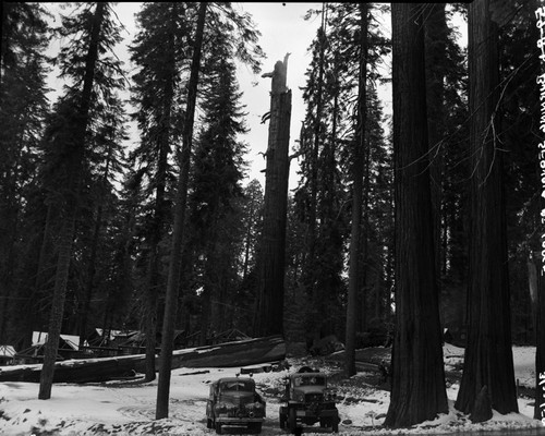 Fallen Giant Sequoias, Lightning struck sequoia adjacent to Leaning Tree cut in 1950, fire started March 23