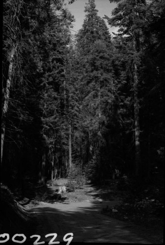 Bill Tweed ; Box 1 ; Negatives ; Residence ; SEKI ; Sequoia National Park ; Slapjack Ranger Station ; building