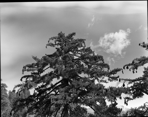 Sugar Pine, showing heavy cone crop. (Crop from top)