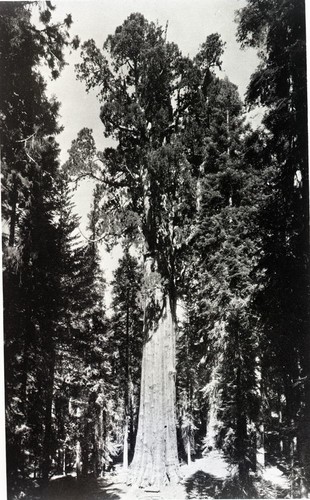 General Sherman Tree