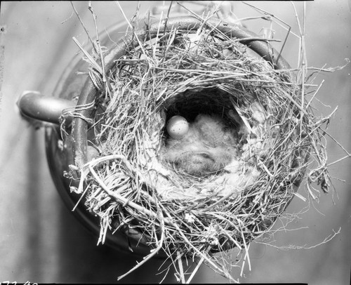 Misc. Birds, House Finch nest with birds and eggs build atop fire extinguisher