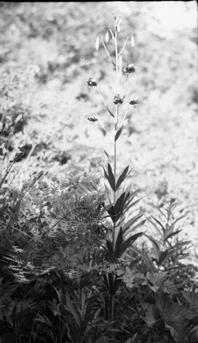 Misc. plants, Leopard Lilly (Lillium kelleyanum)