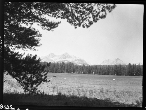 Meadow studies, one of the largest in the park, not visibly damaged. Misc. Meadows, Great Western Divide