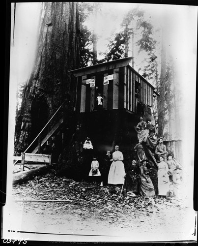 Big Stump area, Logging, Photographer Curtis' cabin on a big stump near General Grant Park about 1888. Misc. Groups