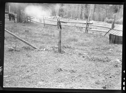 Meadow studies, some of the feed area proposed to add to Lackey's present pasture. Shows feed potential of outside area. Enclosing this addition will give early protection and regulated use. Misc. Me