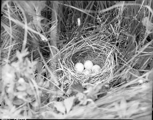 Misc. Birds, Townsend's Solitaire nest ?