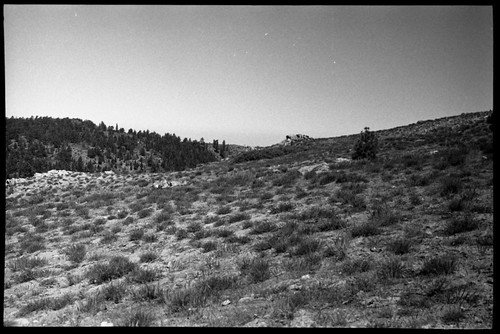 CA, Misc. Plant Communities. Lupinus-Erioyonum (Lupine-Buckwheat) Plant Association on summit of Mount Pinos. Xeric forb habitat