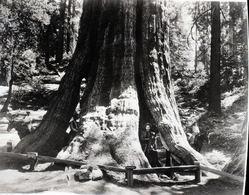 Miscellaneous Named Giant Sequoias, Tennessee Tree. Individuals unidentified