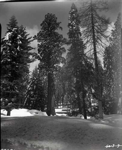 Sentinel Tree. Giant Sequoia Winter Scenes