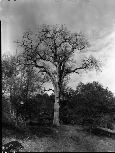 Oaks, Blue Oak