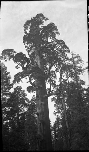 Grant Tree, Giant Sequoia, General Grant Tree, crown, upper of a two panel panorama