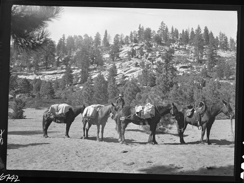 Grazing, sand flat at Box Canyon crossing in Roaring River Trail, catching Mr. Milton Baker, foreman Lackey and Barton Cattle Corp., as he passes. Stock Use