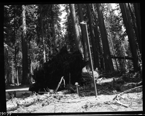 Hazard Trees, No. M-12 fell at 2pm striking No. 39 at Hazelwood picnic area