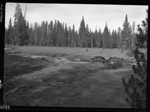 Meadow studies, sod fair, grasses very short. Compare to pictures of 8/8/41 or 8/9/41. remarks: Figure 53 Armstrong Report. Misc. Meadows