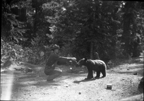 Bears and Bear Damage, Feeding at bear pit, Bear Hill