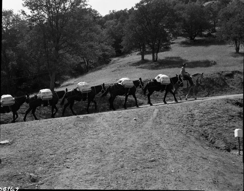 NPS Groups, Training Mule Pack String, Corrals. Roy Lee Davis, Jr. pictured, stock use