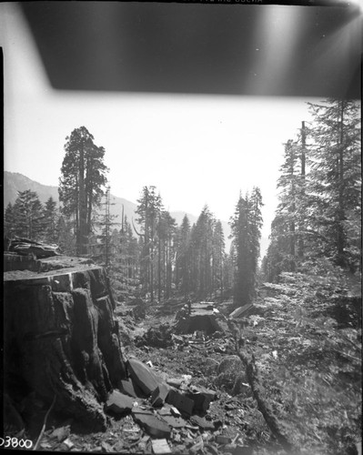 Dillwood, Logging, Cut-off area at Dillonwood. Crop from top