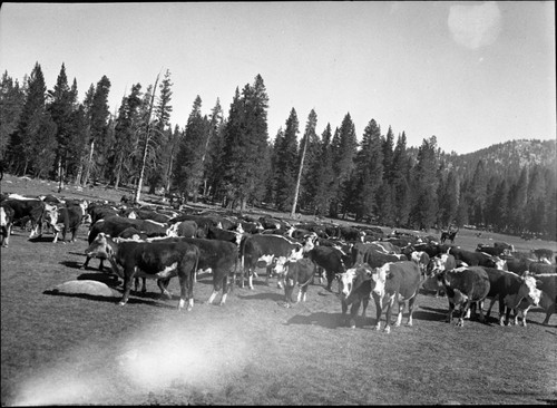 Grazing. Rowell Roundup