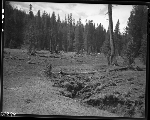 Meadow Studies, Stringer in poor condition, Field notebook pg 1097