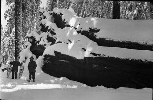 Fallen Giant Sequoias, Puzzle Corner Tree. Ford Spiegelmyre on right