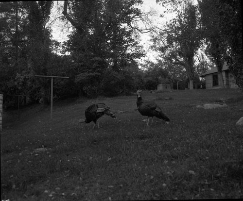 Misc. Birds, Turkeys planted outside park and moved in. Of four males and one female, only two remain alive