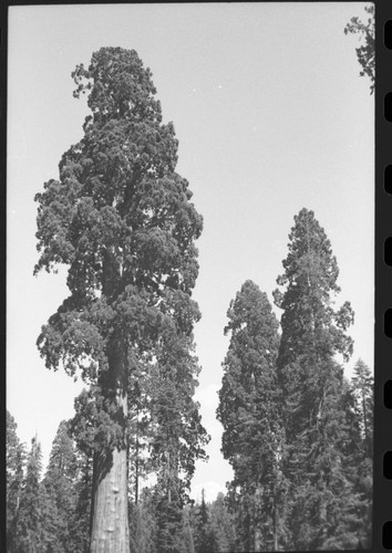 Sentinel Tree crown