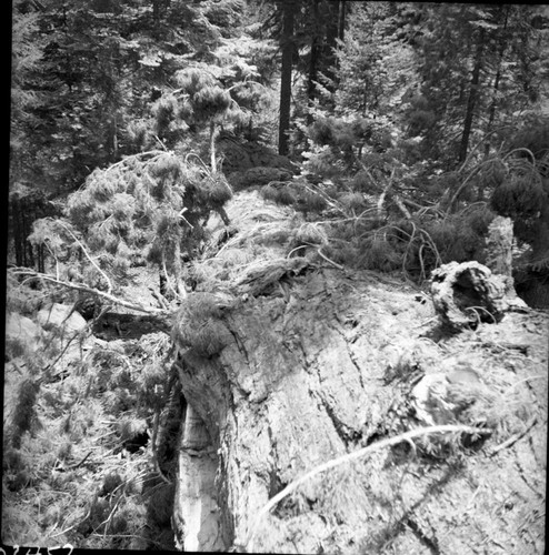 Buttress Tree, Fallen Buttress Tree